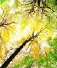 Associazione Solaris